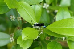 Chalybion zimmermanni