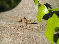 Podarcis liolepis