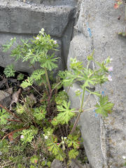 Geranium carolinianum carolinianum