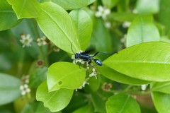 Chalybion zimmermanni