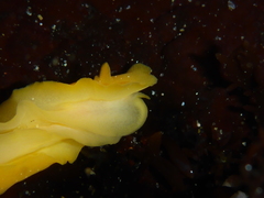 Baptodoris mimetica