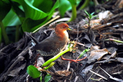 Laterallus leucopyrrhus