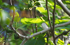 Ficedula hypoleuca
