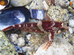 Oligocottus rubellio