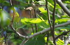 Ficedula hypoleuca