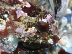 Oligocottus rubellio