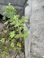 Geranium carolinianum carolinianum