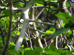 Ficedula hypoleuca
