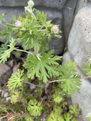 Geranium carolinianum carolinianum