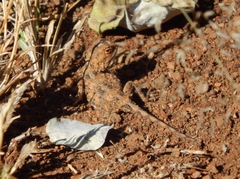 Agama armata