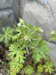 Geranium carolinianum carolinianum