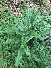 Polystichum acrostichoides