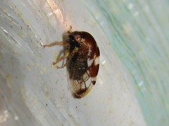 Cyrtolobus togatus