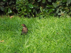 Turdus merula