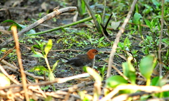 Laterallus leucopyrrhus