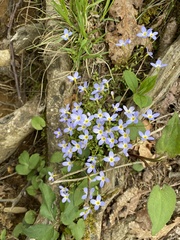 Houstonia serpyllifolia