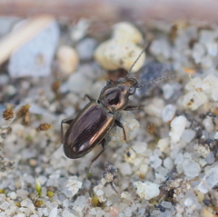 Bembidion pygmaeum