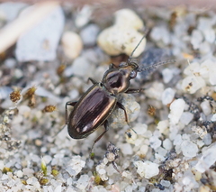 Bembidion pygmaeum