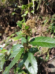 Maesa japonica