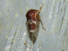 Cyrtolobus togatus