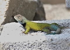 Sceloporus