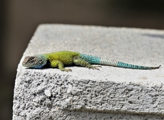 Sceloporus