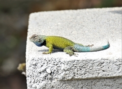 Sceloporus