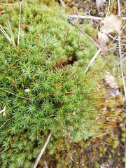 Polytrichum
