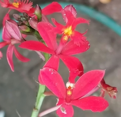 Epidendrum × obrienianum