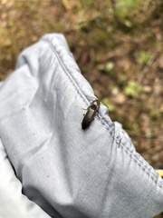 Acteniceromorphus volitans