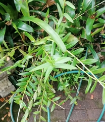 Epidendrum × obrienianum