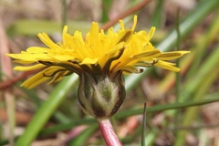 Taraxacum palustre