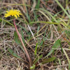 Taraxacum palustre