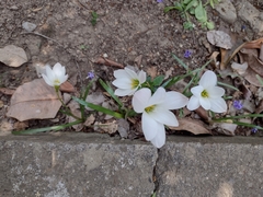Zephyranthes miradorensis