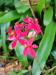Epidendrum × obrienianum