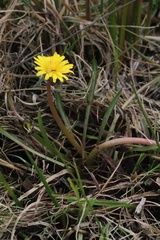 Taraxacum palustre