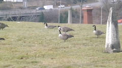 Branta canadensis
