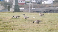 Branta canadensis