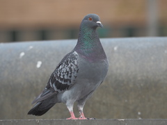 Columba livia domestica