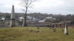 Branta canadensis