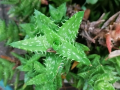 Aloe juvenna