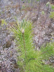 Pinus sylvestris