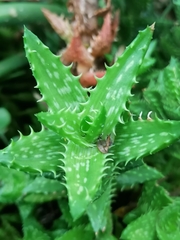 Aloe juvenna