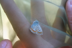 Polyommatus thersites
