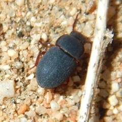 Notibius puberulus