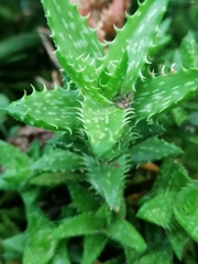 Aloe juvenna
