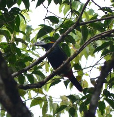 Selenidera maculirostris