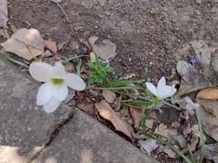 Zephyranthes miradorensis