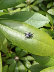 Diptera
