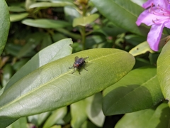 Diptera